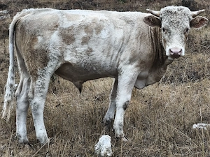 Vând tăuraș bălțat românesc