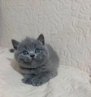 british shorthair 