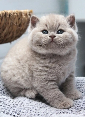 british shorthair lila  - imagine 4