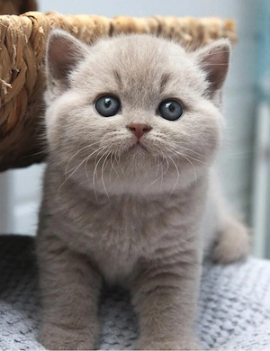british shorthair lila  - imagine 2