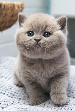 british shorthair lila  - imagine 3