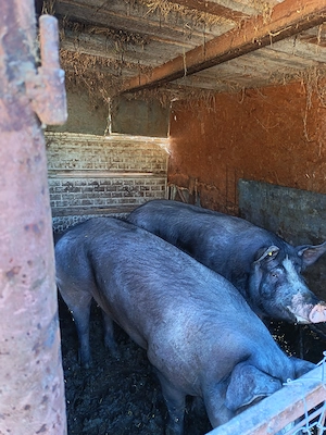 Vând porci între 50 kg și 300 kg, de rasa.  - imagine 2