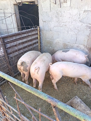 Vând porci între 50 kg și 300 kg, de rasa.  - imagine 5