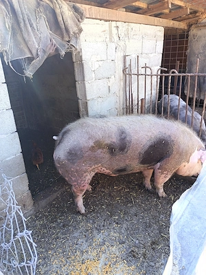 Vând porci între 50 kg și 300 kg, de rasa.  - imagine 3