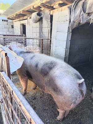 Vând porci între 50 kg și 300 kg, de rasa.  - imagine 4