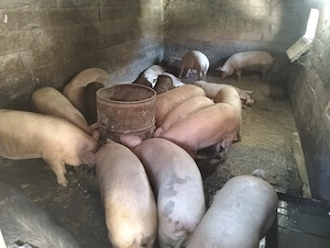 porci de vânzare Aiud 
