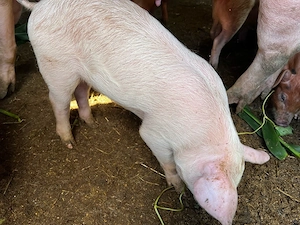 Vând porci 