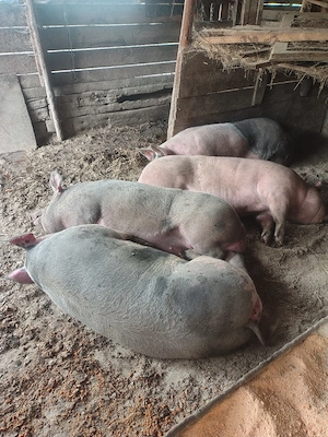4 porci de vanzare 15 lei kg - imagine 3