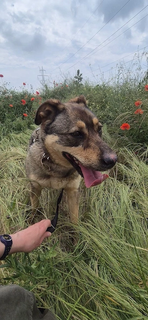Cățelusa Lola pentru adoptie - imagine 4