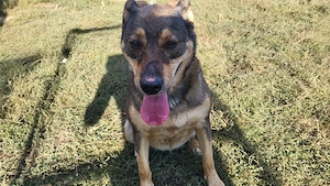 Cățelusa Lola pentru adoptie - imagine 2