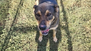 Cățelusa Lola pentru adoptie - imagine 3