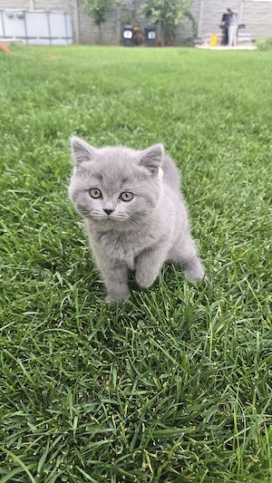 Pui British Shorthair Tabby și Blue