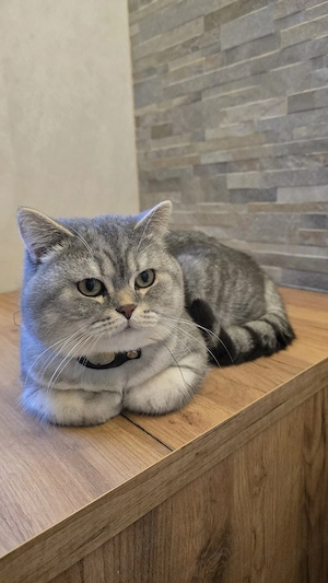 Pui British Shorthair   Tabby & Blue - imagine 5