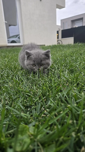 Pui British Shorthair   Tabby & Blue - imagine 4