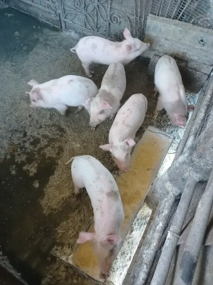 Vând 7 purcei de 6 săptămâni  - imagine 5