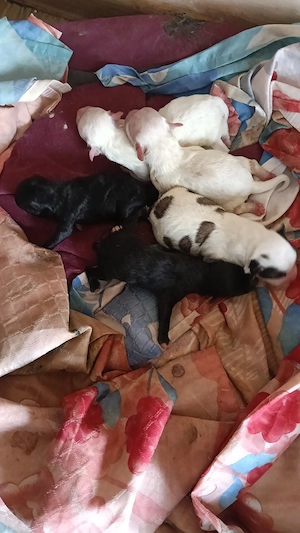 bichon maltez 