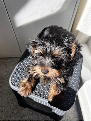 Yorkshire Terrier  - imagine 2