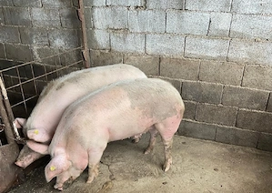 porc de vanzare