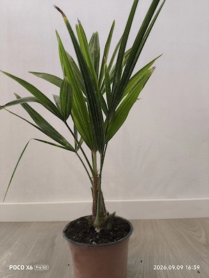 washingtonia filifera 