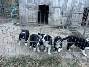 Caine Border Collie