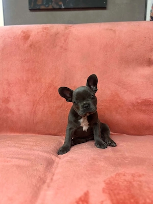 Buldog francez blue