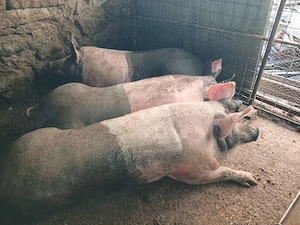 Porci de vanzare. pentru sacrificat foarte frumosi! - imagine 3