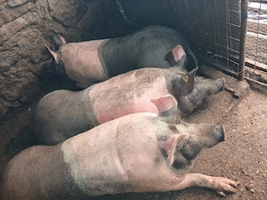 Porci de vanzare. pentru sacrificat foarte frumosi! - imagine 2