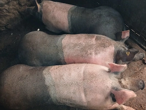 Porci de vanzare. pentru sacrificat foarte frumosi! - imagine 4