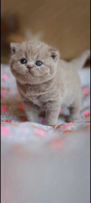 British Shorthair  !!asiguam transport 