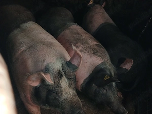 Porci de vanzare. pentru sacrificat foarte frumosi! - imagine 5