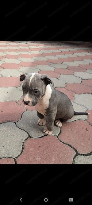 Căței Amstaff Blues rasa pura - imagine 5