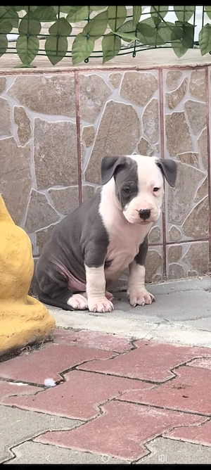 Căței Amstaff Blues rasa pura