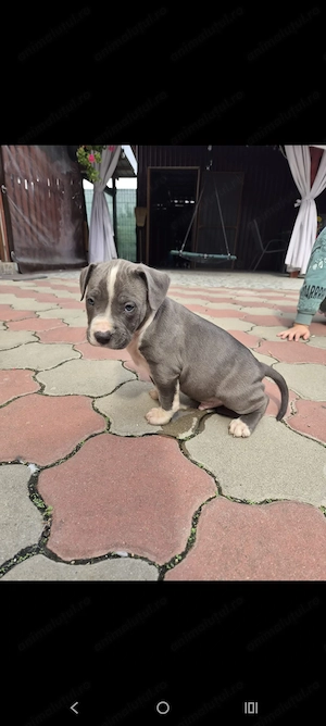 Căței Amstaff Blues rasa pura - imagine 4