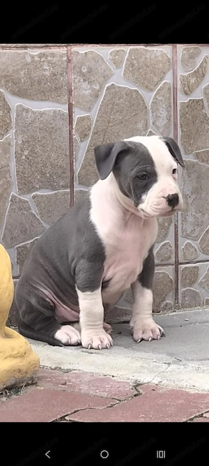 Căței Amstaff Blues rasa pura - imagine 2
