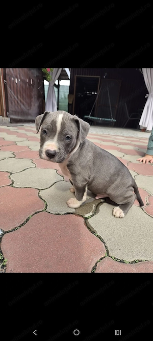 Căței Amstaff Blues rasa pura - imagine 3