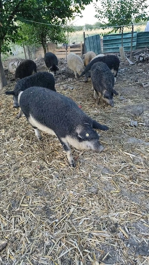 Vând porci mangalita 