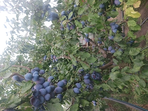 Vând tuică de prune de 50 grade