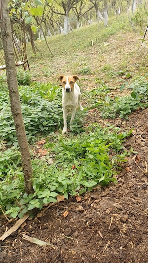 donez catel si catelusa amstaff cu ciobanesc - imagine 5