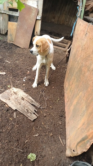 donez catel si catelusa amstaff cu ciobanesc - imagine 4