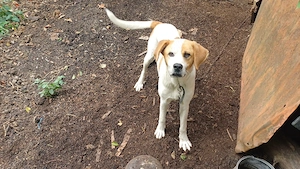 donez catel si catelusa amstaff cu ciobanesc