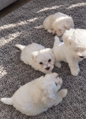 bichon maltez 