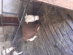 Vând junincă bălțată românească 9 luni