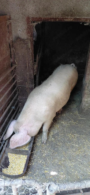 Purcea de montă sau de tăiat 13 milioane negociabil  - imagine 3