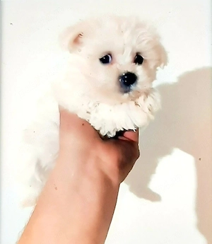 Bichon maltez miny toy
