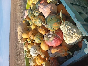 Vand dovleci ornamentali