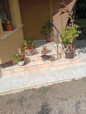 2 femele Yorkshire Terrier
