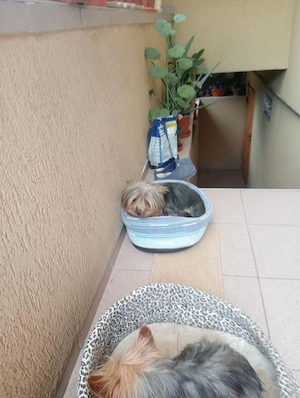 2 femele Yorkshire Terrier - imagine 2