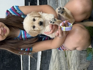 Pui Golden Retriever  - imagine 2