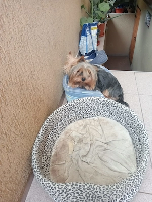 2 femele Yorkshire Terrier - imagine 4