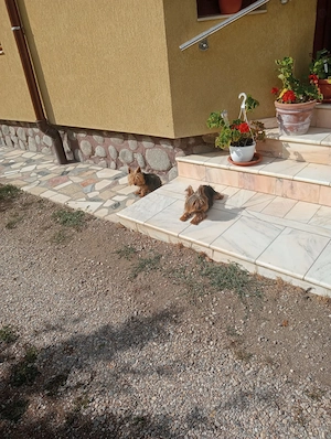 2 femele Yorkshire Terrier - imagine 5